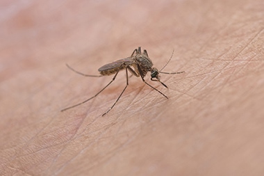 Wet Late Summer Weather Prompts West Nile Surge—and You Can Help