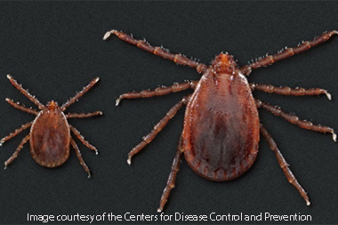 Disease-Carrying Asian Tick Species Makes Its Way to Eight U.S. States