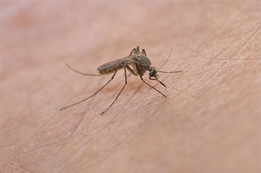 Be Aware: West Nile ‘Season’ Is Starting Early, and It Could Be a Bad One