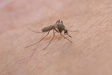 Mosquito-Borne Illnesses Are Taking a Toll in Multiple States