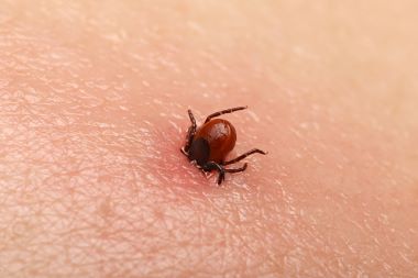 As People Start Venturing Outside More, Prepare for Tick-Bite Presentations