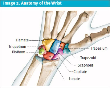 Anatomy of the Wrist for Scaphoid Fracture