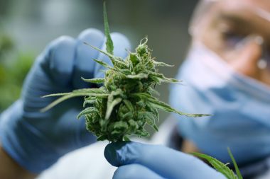 New Cannabis Institute Aims to Study Pros and Cons of Marijuana Use