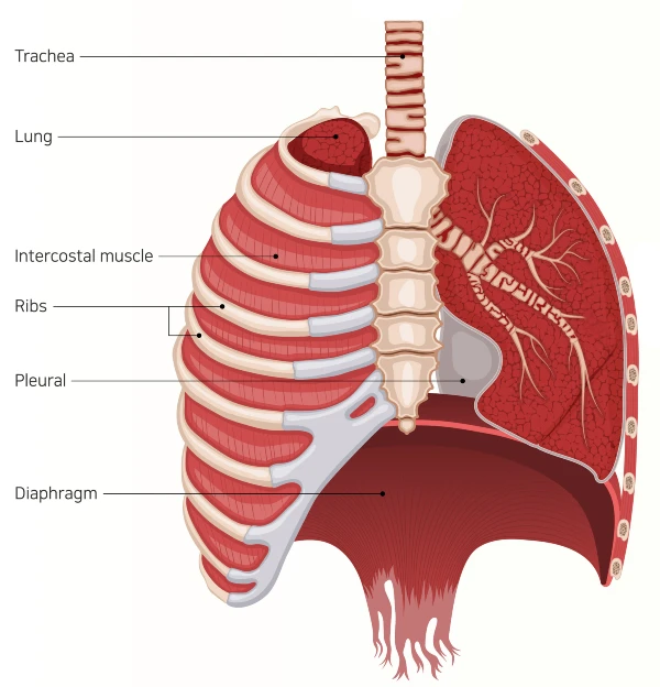 Rib Fracture in Urgent Care Anatomy of Ribs and Diaphragm