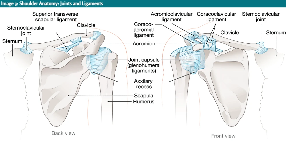 Shoulder Anatomy: Joints and Ligaments