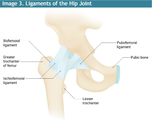 Ligaments of the Hip Joint Anatomy Illustration