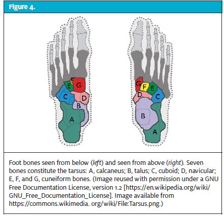 Deltoid ligament - Wikipedia