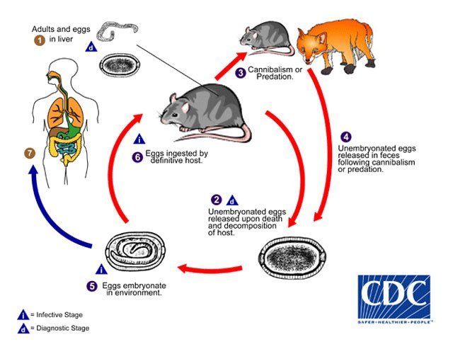 Plague in the House—Could You Identify the Patient? - Journal of Urgent ...